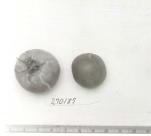 Click for 3 image(s) for this accession. FRUIT